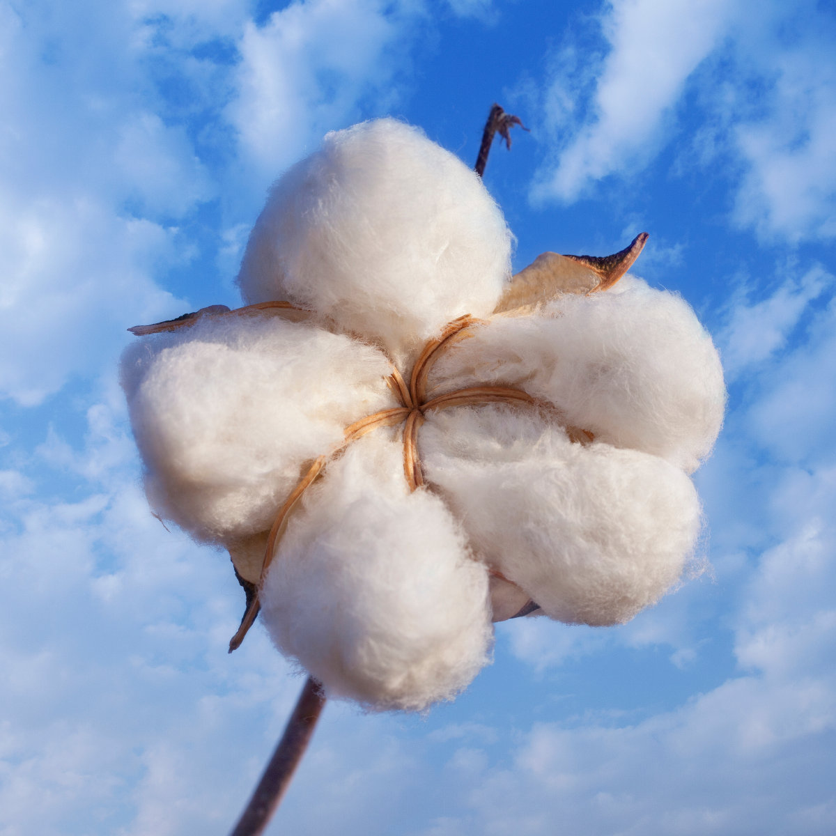 Cotton Boll