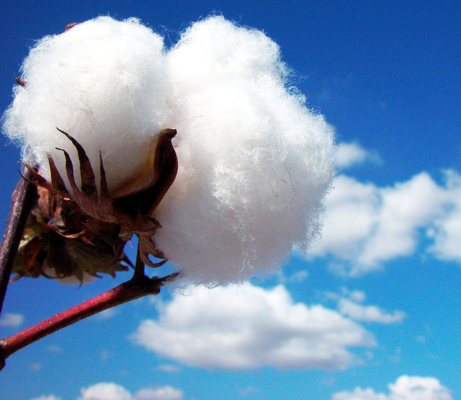Cotton growing in the wild.