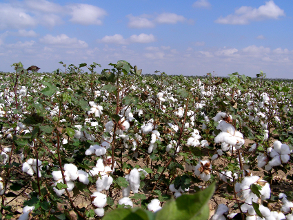 Cotton field in summer