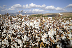cotton field