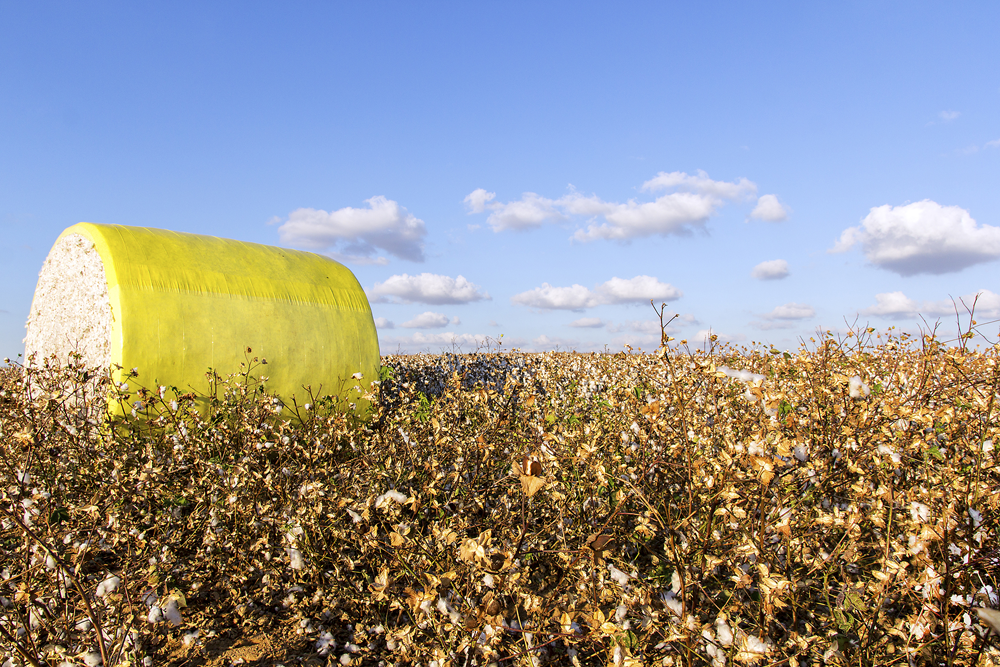 cotton field