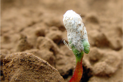 gmo cotton seedling