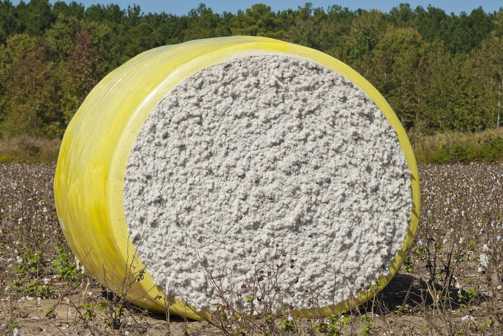Nonwoven cotton production