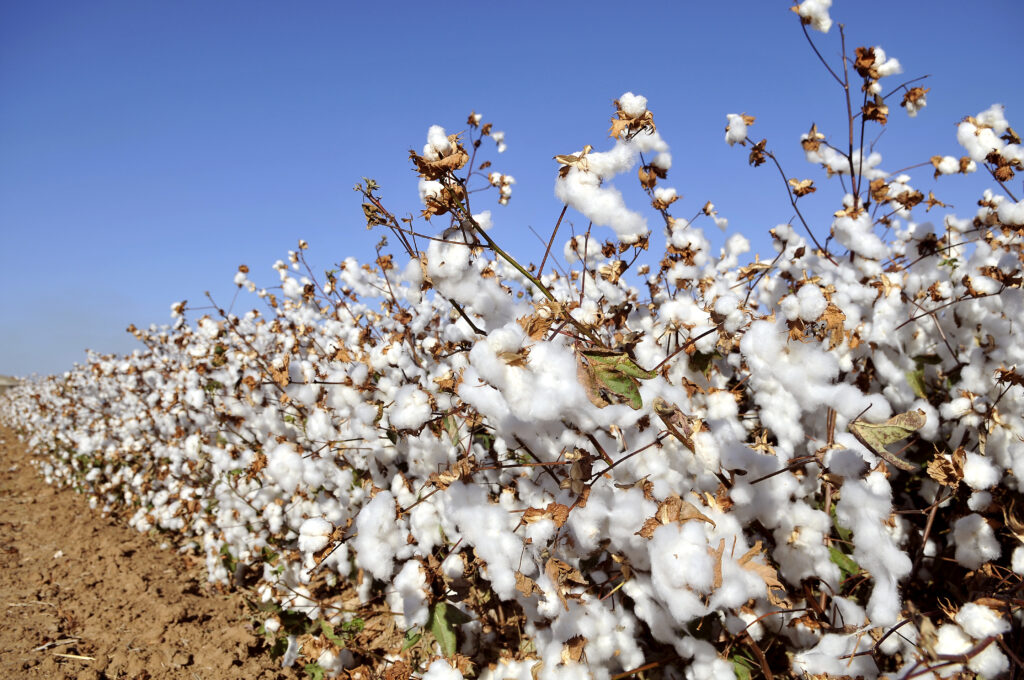 facts about cotton