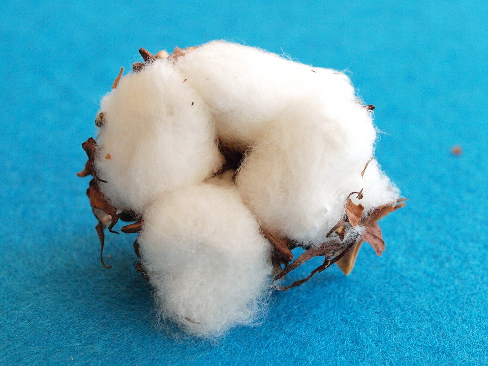 difference between polyester and cotton