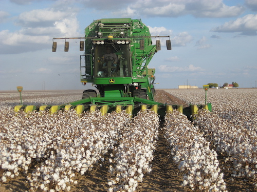 cotton