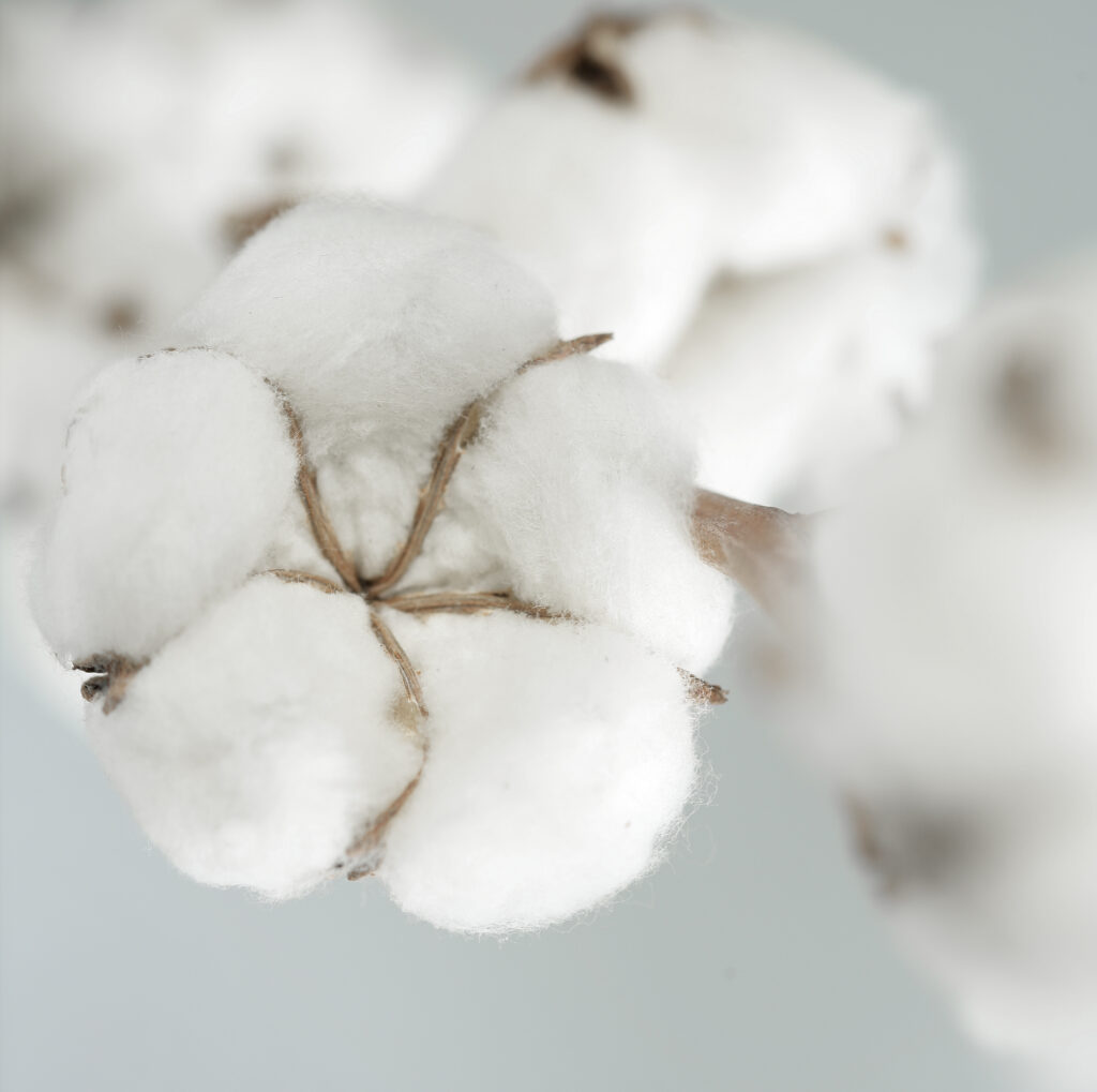 biodegradable cotton