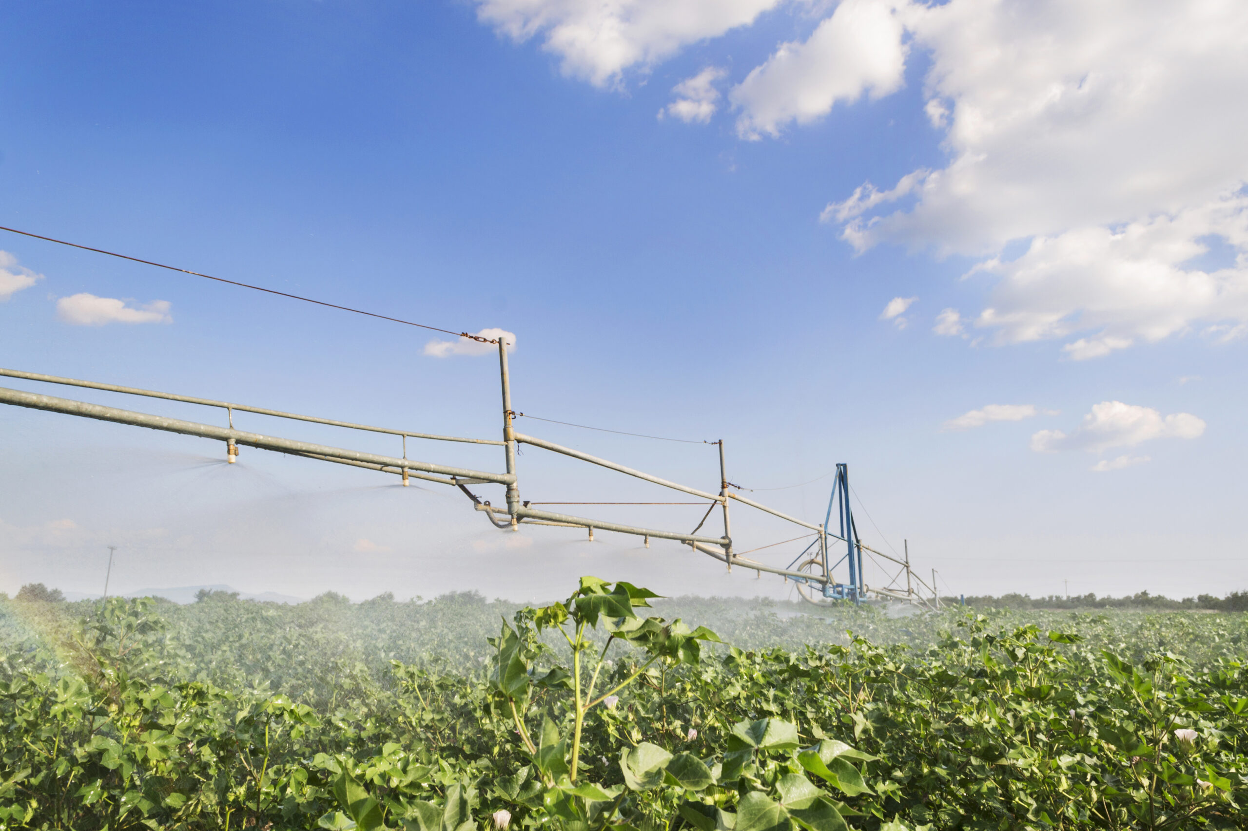 u.s. grown cotton