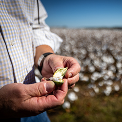 The Journey of Cotton: How Cotton is Made