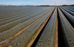 Extraneous Matter in US Cotton