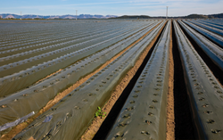 USDA Addresses Plastic Contamination in US Cotton