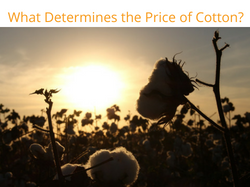 What Determines the Price of Cotton