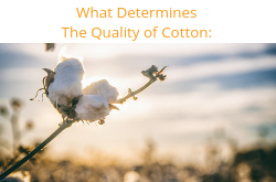 Cotton Classification how that determines use in the supply chain