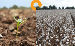 Life Cycle Assessment of Cotton