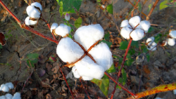 What is Organic Cotton? Organic Cotton Facts You Need To Know