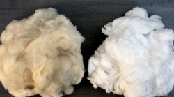 Purified Cotton versus Mechanically Cleaned and Sterilized Cotton