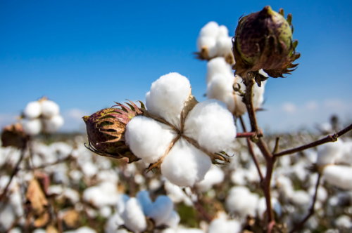 Types of Cotton
