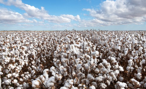 Timely Irrigation of Cotton Results in Greater Water Conservation, Higher Yields