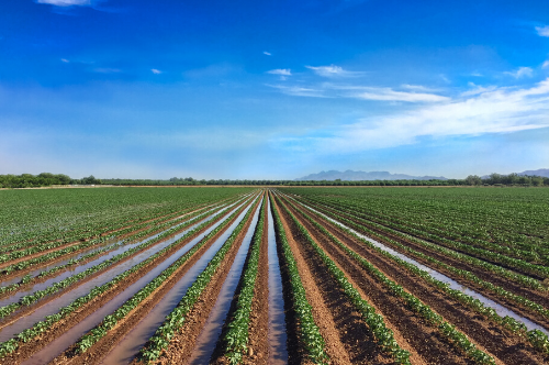 Sustainable Cotton Farming