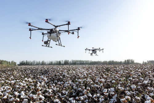 The Evolution of Cotton, part two