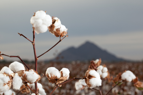 The Evolution of Cotton, Part One