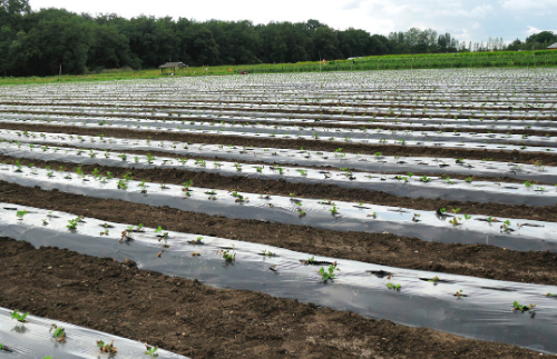Cotton Farmers, National Cotton Council Work Together to Stop Contamination in U.S. Cotton