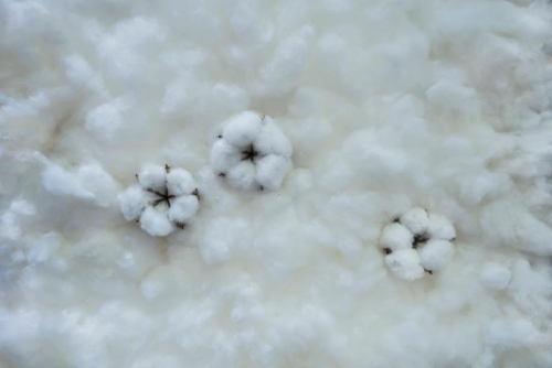 Intrinsic Properties of Cotton Performance